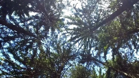 Low Angled Shot Of Trees Stock Footage 76093566