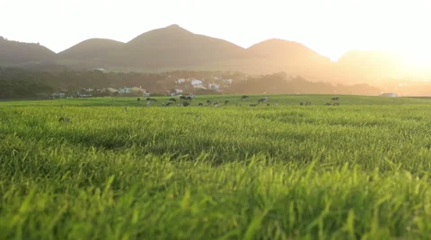 Low Angled Speeded up Shot of Farmfield Stock Footage 59980286