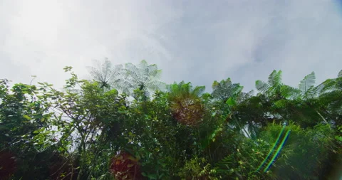 Low Angles of The Cameron Highlands Jungle in Northern Malaysia Stock Footage 146619521