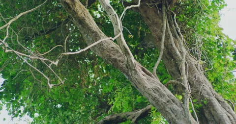 Low Angles of Tall Trees In The Jungles Of Mondulkiri, Cambodia Stock Footage 151131250