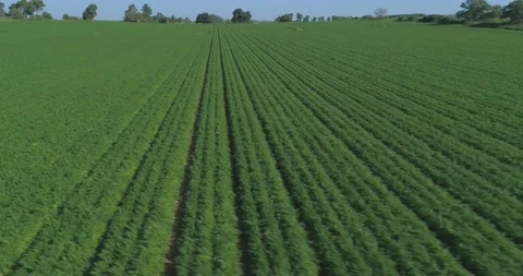 Low attitude Flight over green filed. Green wheat grass fields landscape view at Video stock 164042771