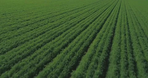 Low attitude Flight over green filed at sunset. Green wheat grass fields Stock Footage 164042839