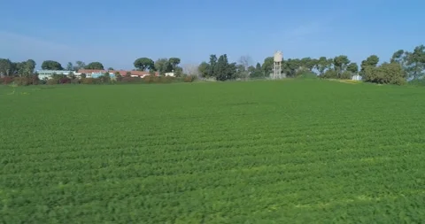Low attitude Flight over green to the country side houses. Green wheat grass Stock Footage 164043042