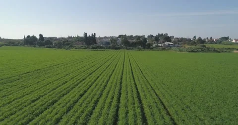 Low attitude Flight over green to the country side houses. Green wheat grass Video stock 164043374