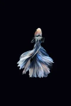 Low Back view betta siamese fighting fish Giant Halfmoon Rosetail in white blue Stock Photos