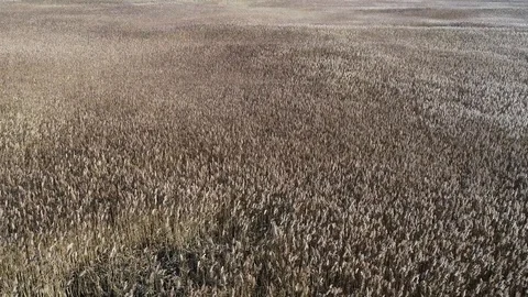 Low, backwards flight over a salt marsh Stock Footage 98164472