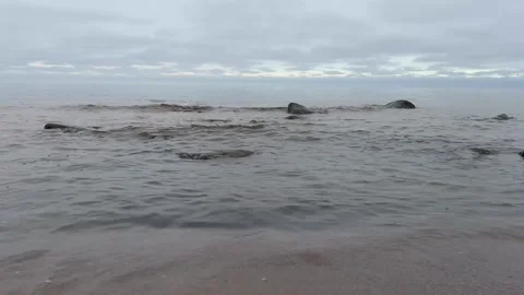 Low Baltic Sea Waves Rolling Over Wet Sand Under Cloudy Sky in 4K with Sound Stock Footage 323010181