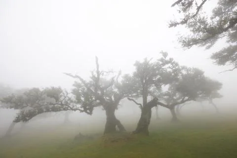Low, broad-crowned laurel trees in the fog. Mystical Fanal forest on Madeir.. Stock Photos
