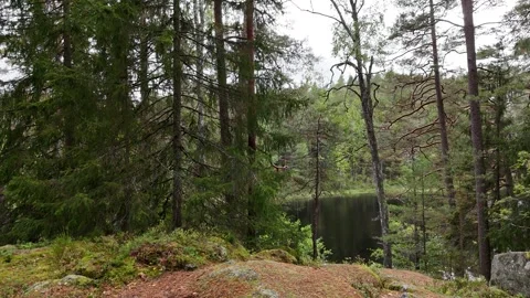 Low Camera Glide Toward a Dark Forest Pond in Swedish Woodland 库存影片 347676716