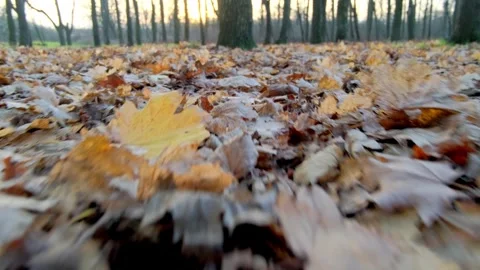 A low Camera Move Over Fallen Leaves In An Autumn Forest Video stock 342494116