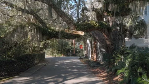 Low clearance live oak tree in the historic district of Beaufort SC Video stock 147507681