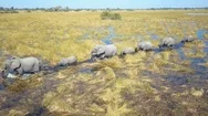 Low Close Aerial Shot Of Family Of Elephants In Single File Wading Through Ok Stock Footage