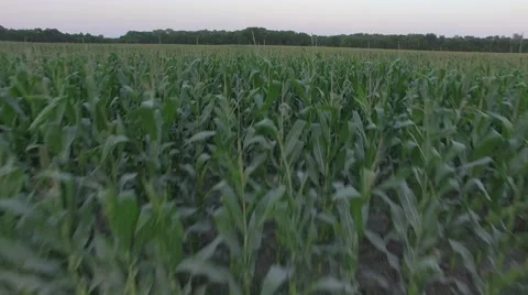 Low Close Cornfield Flyover Stock Footage 66521059