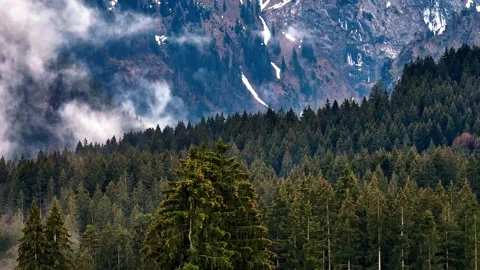 Low clouds and mist over a fir forest in the mountains 動画素材 242197114