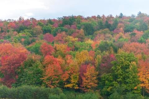 Low clouds dropping in on vividly colored New Hampshire hill Stock Photos