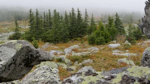 Low clouds flow through the mountain taiga area 4K Stock Footage 84566013