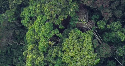 Low Clouds Flowing Over Green Mountain Forest 库存影片 329113588