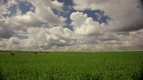 Low clouds flying over wheat field Stock Footage 50547993