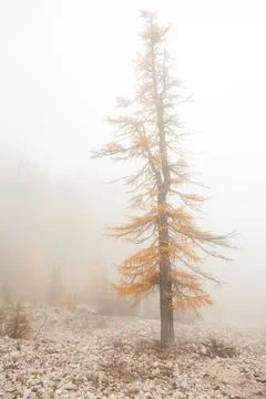 Low clouds in the forest at fall with yellow larches Foto stock