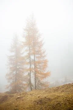Low clouds in the forest at fall with yellow larches Stock Photos