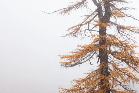 Low clouds in the forest at fall with yellow larches Stock Photos