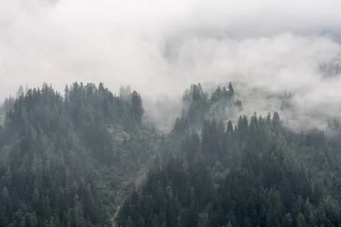 Low clouds on mountains, conifer forest covered by fog and clouds Stock Photos