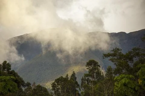 Low clouds over the eastern Andes range of central Colombia behind an eucalyp Stock Photos