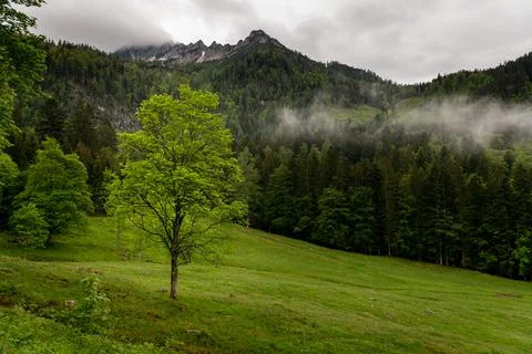 Low clouds over forest and pasture in summer Stock Photos