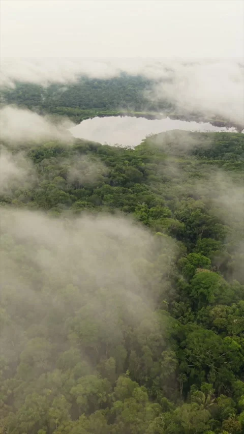 Low clouds sweep across lush Amazon rainforest canopy in Ecuador, revealing Stock Footage 308407657