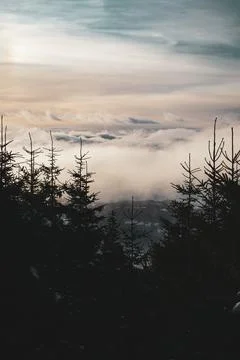 Low Clouds in Winter Valley with Pine Trees and Sky view from Mountain in Stock Photos