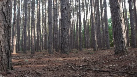 Low contrast slider shot of cool trees in forest Stock Footage 88048568