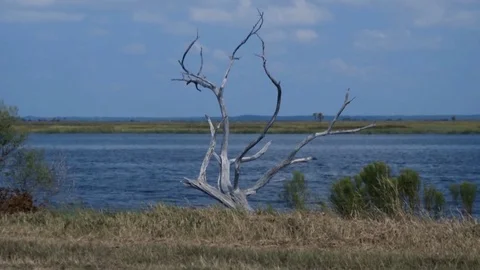 Low Country Marshland with Tree 1 Stock Footage 80890825