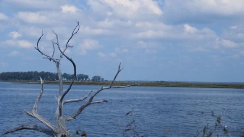 Low Country Marshland with Tree 2 Stock Footage 80890852