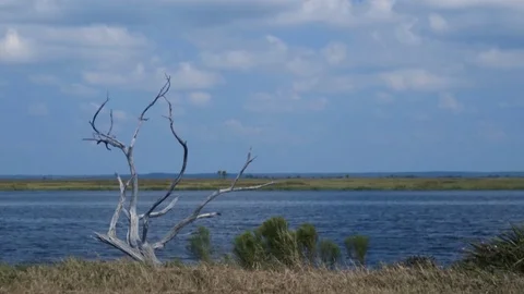 Low Country Marshland with Tree 3 Stock Footage 80890841