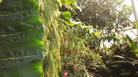 Low crane up through thick trees and leaves in tropical Dome Video stock 109019873