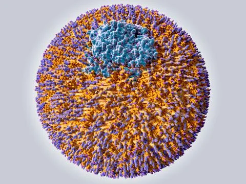 Low density lipoprotein particle Stock Illustration