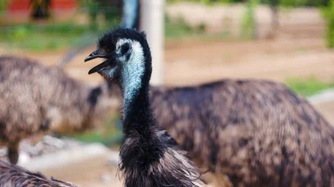Low depth of feild shot of an emu walking in front of other emus in a open Stock Footage 117027233