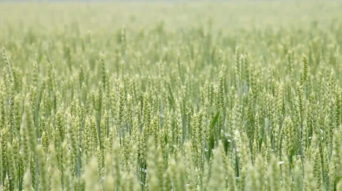 Low Depth of field Green Wheat Video stock 997200