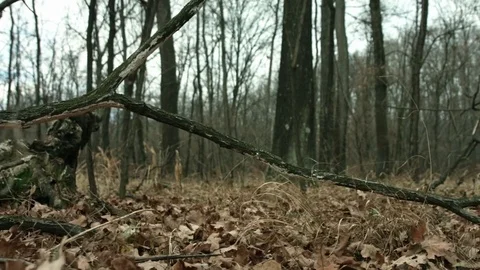 Low dolly shot fallen branch Stock Footage 71211537