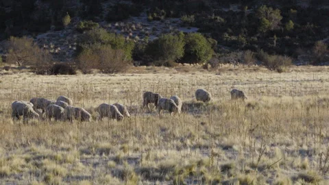 Low Drone Approach Toward Grazing Merino Sheep: Pastoral Motion in the Stock Footage 318511813