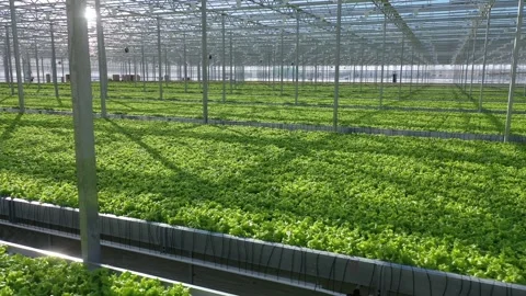 Low drone flight above lettuce rows in greenhouse Stock Footage 327692590