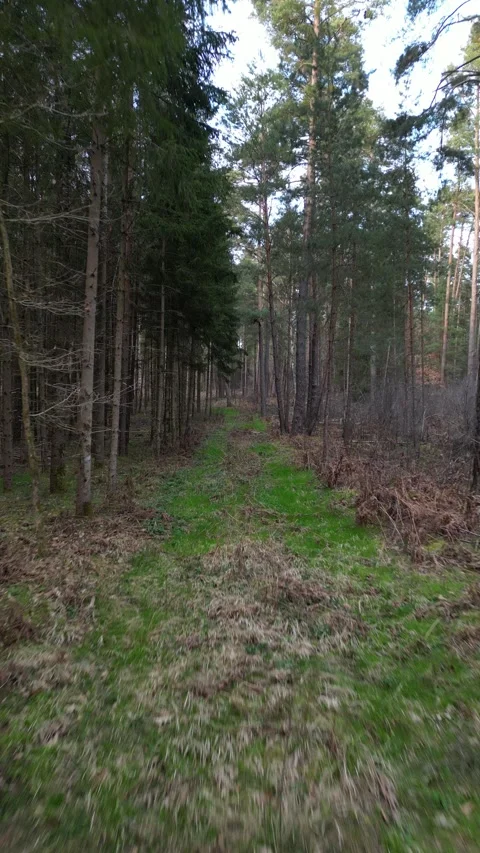 Low Drone Flight Along Forest Path in Bavarian Woodland, Germany Stock Footage 340627560