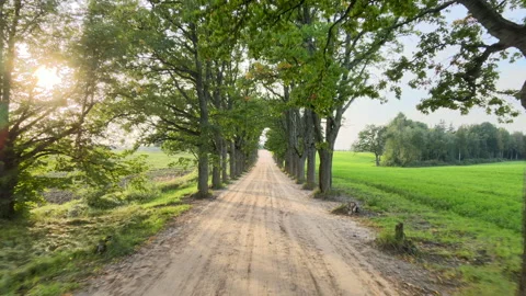 Low Drone Flight Along Historic Oak Tree Alley at Sunset Stock Footage 340649463
