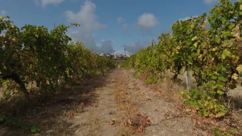 Low drone flight between rows of green fruit bearing vineyards in sunny weather Stock-Footage 268746308