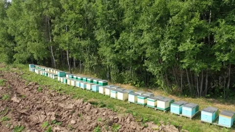 Low drone flight over apiary rows Vidéo 327732274