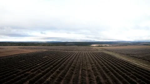 Low drone flight over autumn lavender fields in cloudy weather Stock Footage 318664213