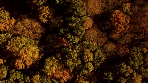 Low Drone Flight Over Beautiful Fall Trees in Forest. Autumn in Vexin, France Video stock 294197629