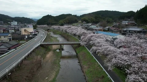 Low Drone Flight Over a Cherry Lined River and Road in Uda, Japan Vidéo 347455017