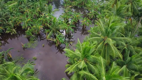 Low Drone Flight Over Coconut and Banana Trees - Tropical Wetland Philippines Vídeos de archivo 331438559