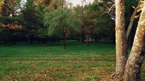 Low Drone Flight Over Fallen Leaves And Through The Trees Video stock 255048005